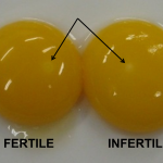 Fertile_vs_Infertile