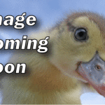 duckling-image-coming-soon
