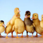 ducklings2