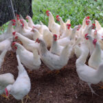 Azur Pullets3