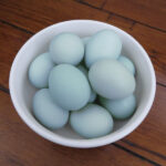 azur blue eggs4