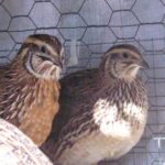 quail1