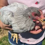 Sapphire-Splash-2023