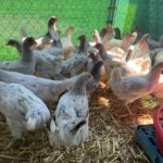 Sapphire-Splash-Group-2023