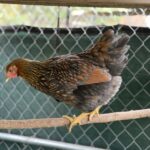 blue laced gold wyandotte 01