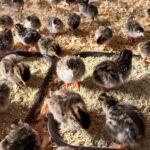 Guinea Keets Newly Hatched 02 cropped