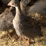 Coop Ready Guinea 01