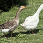 Gander Ad Geese 2025